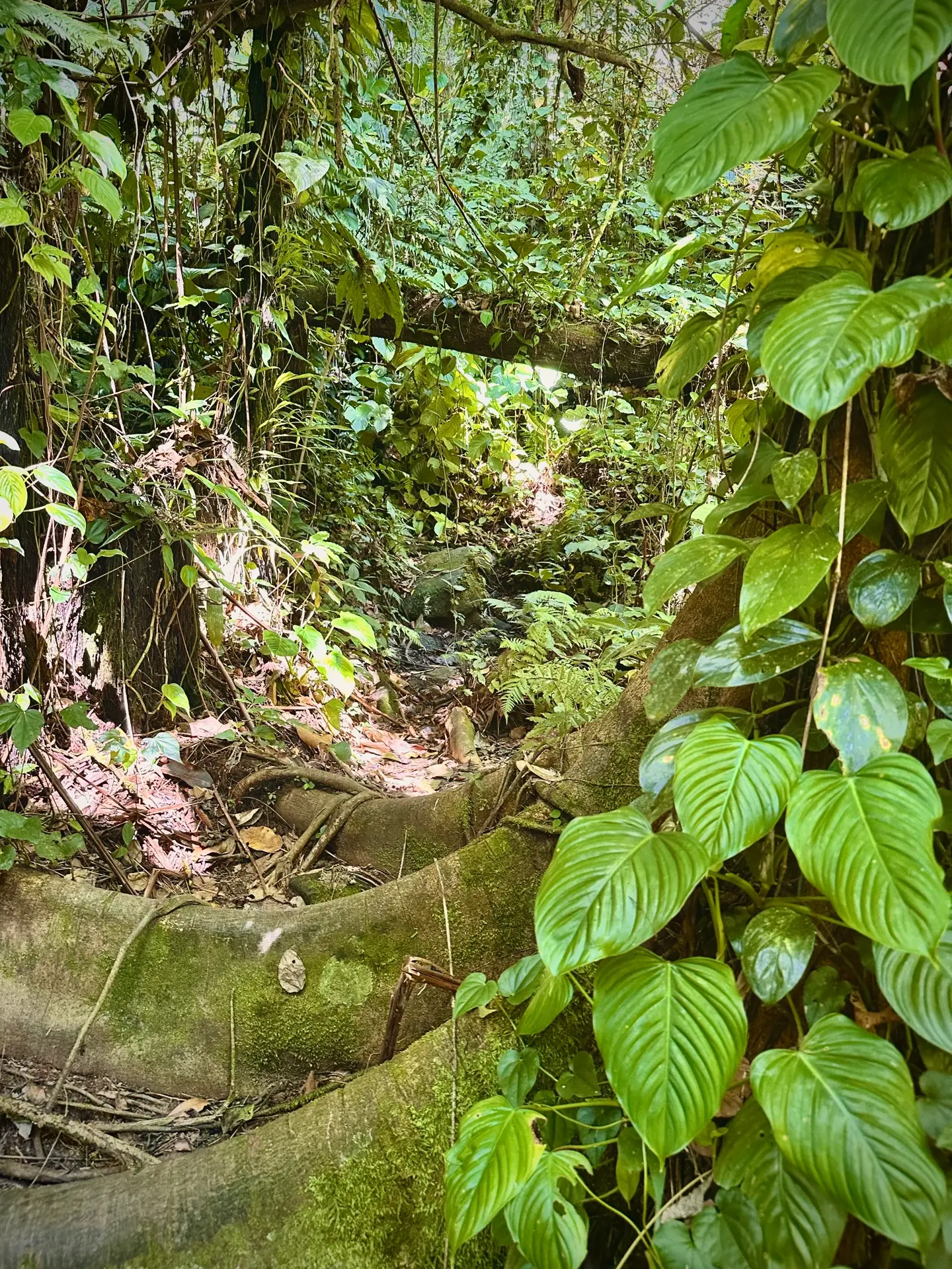 Paraty is where colonial history meets the Atlantic Rainforest.